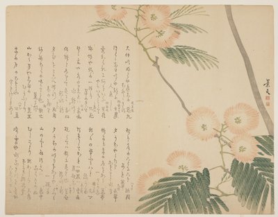 Flowering Silk Tree, c. 1818-1829 by John Thomas Barber Beaumont